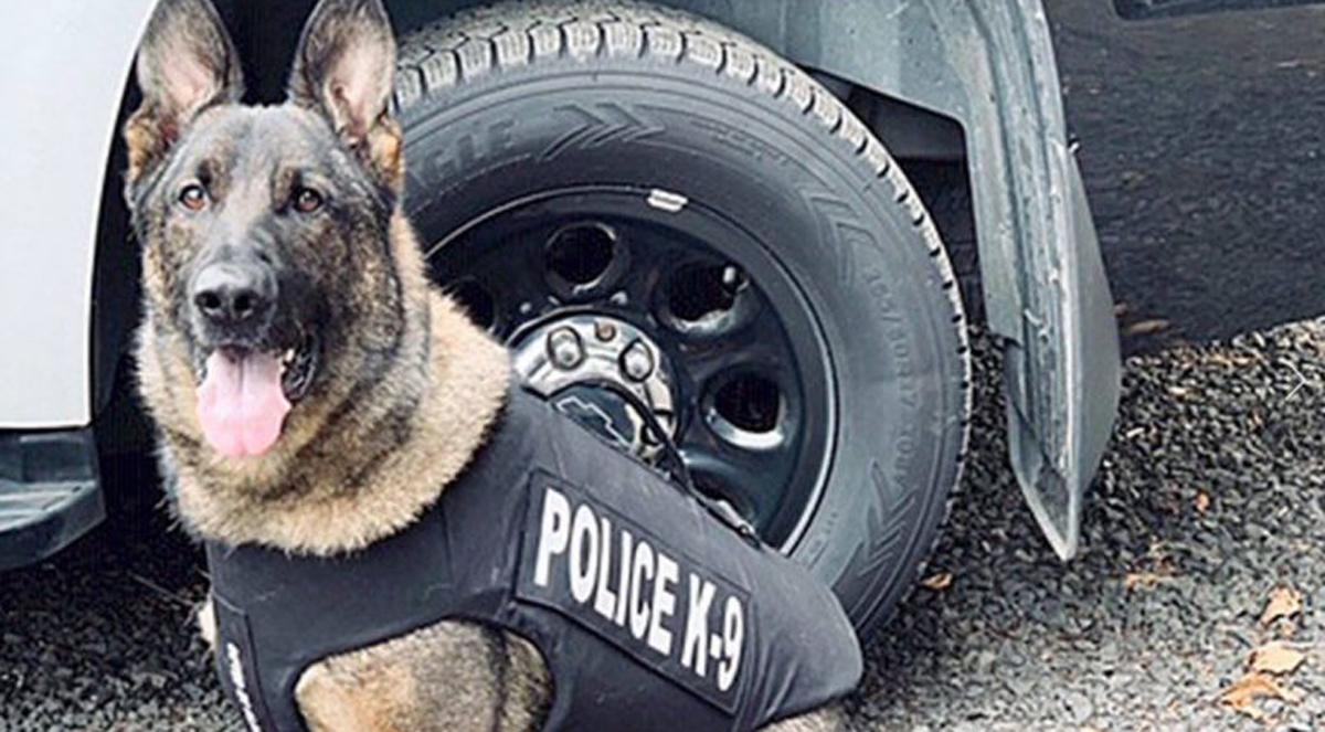 Now California Democrats Want to Ban Police Dogs, Because the Pups are Racist